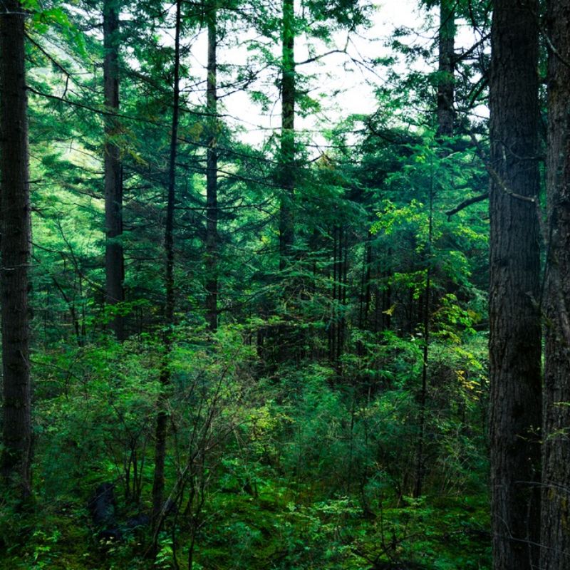 九寨沟原始森林风景图_1735211635732.jpg 九寨沟原始森林风景图_1735211635732.jpg